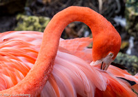 Flamingo0914
