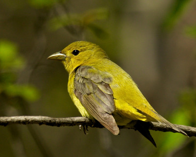 Female Scarlet Tanager, St. Croix River