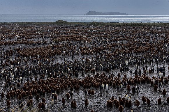 King Penguin Colony Salisbury Plains