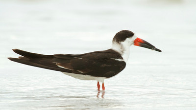 Skimmer, Stump Pass, FL