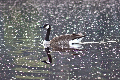 Canada Goose