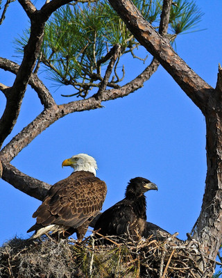 Watching and waiting, Cedar Park, FL