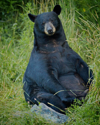 Buddha Bear