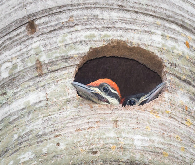 Two Pileated Woodpecker Chicks