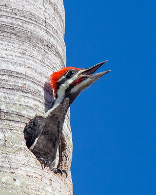 male pileated woodpecker chickp