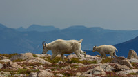 Follow Ewe