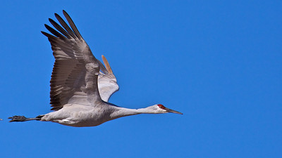 Crane Flying