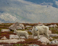 Kid and Ewe