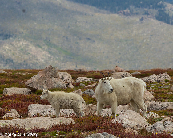 Kid and Ewe