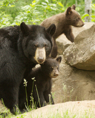 Mama with Cubs