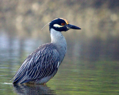 Yellow Crowned Night Heron