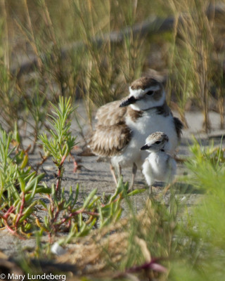 Plover Chick