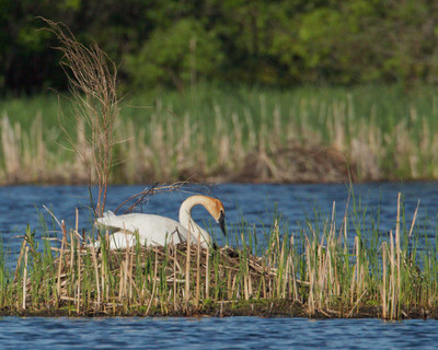 Swan Nesting