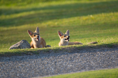 Kits in the Twilight