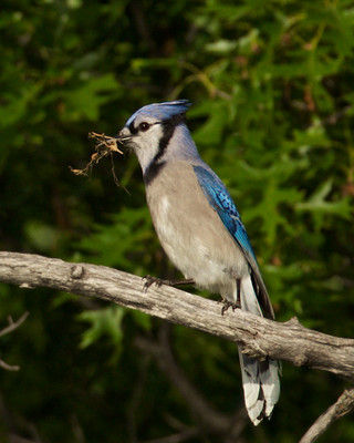 Bluejay Making Nest