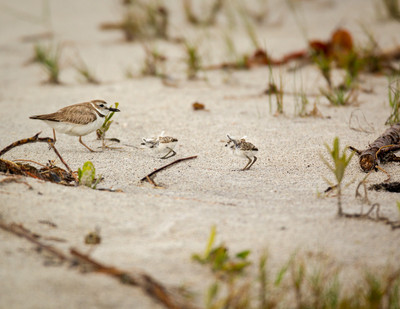 Wilson Plover runs toward chicks