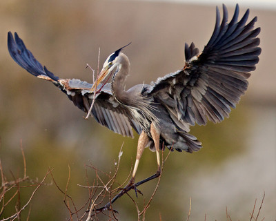 Heron Building Nest, Florida