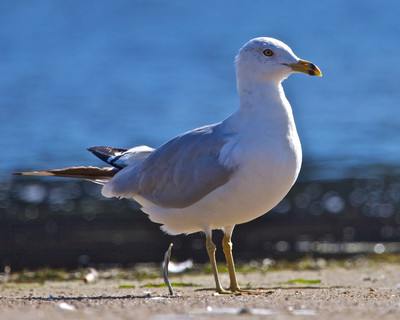 seagull