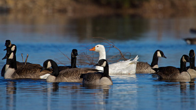 Geese Community