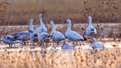 Snow Geese at Bosque del Apache, New Mexico
