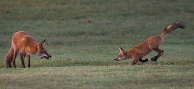 Fox Kit Challenge
