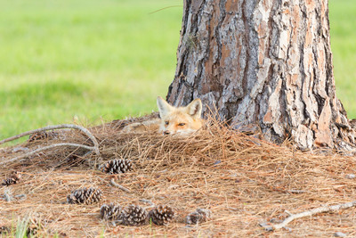 Camouflaged Fox