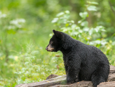 Wet Watchful Cub