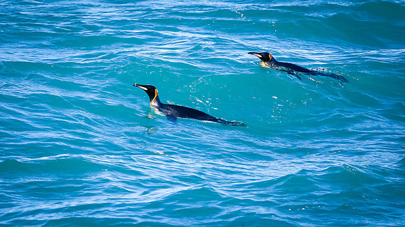 King Penguins with Krill