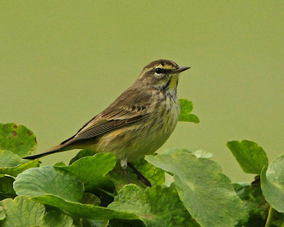 Palm Warbler,Wildflower Park, FL
