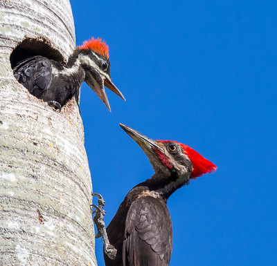 Closeup Male Pileated Woodpecker with Chick