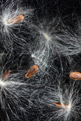 Milkweed seed