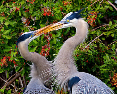 Heron Kiss, Venice Rookery, Florida