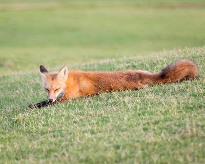 Sleeping near den