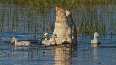 Feeding the family