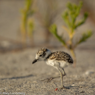 Wilson's Plover Chick
