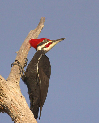 Pileated Woodpecker, Venice, FL