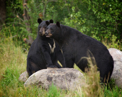 Brother Boars, Orr, MN