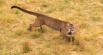 Mountain Lion Running5