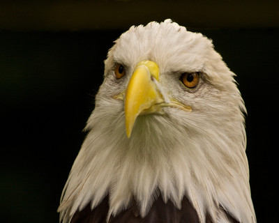 Eagle Head