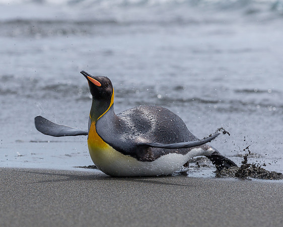 King Penguin surfing
