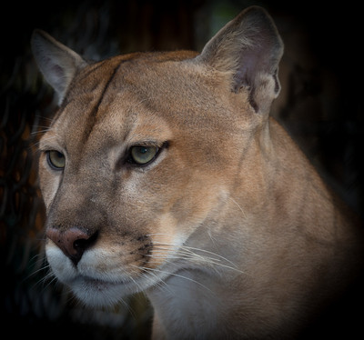 panther (captive)