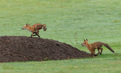 Leaping Mounds of Dirt