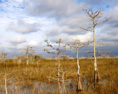 Woodstork in the Everglades