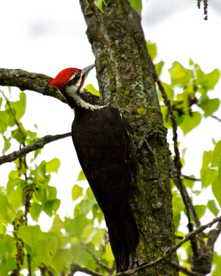 Pileated Male, St.Croix River, WI