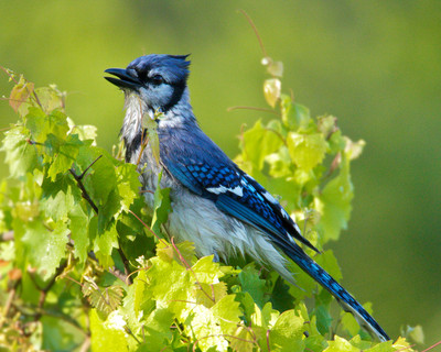 BlueJay singing