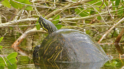 Peninsula Cooter on Mangrove, Wildflower Park, FL