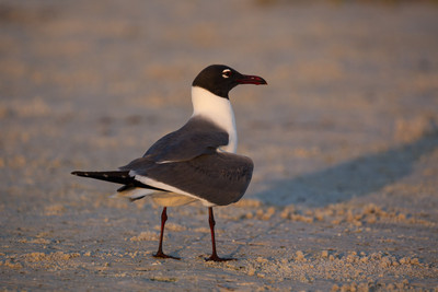 Laughing Gull Mating Dance