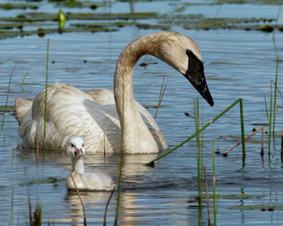 Spirit of the Swan