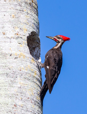 Would this make a good nest?