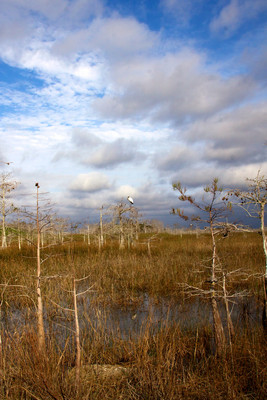 Everglades